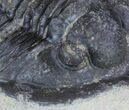 Bargain, Diademaproetus Trilobite - Foum Zguid, Morocco #62079-4